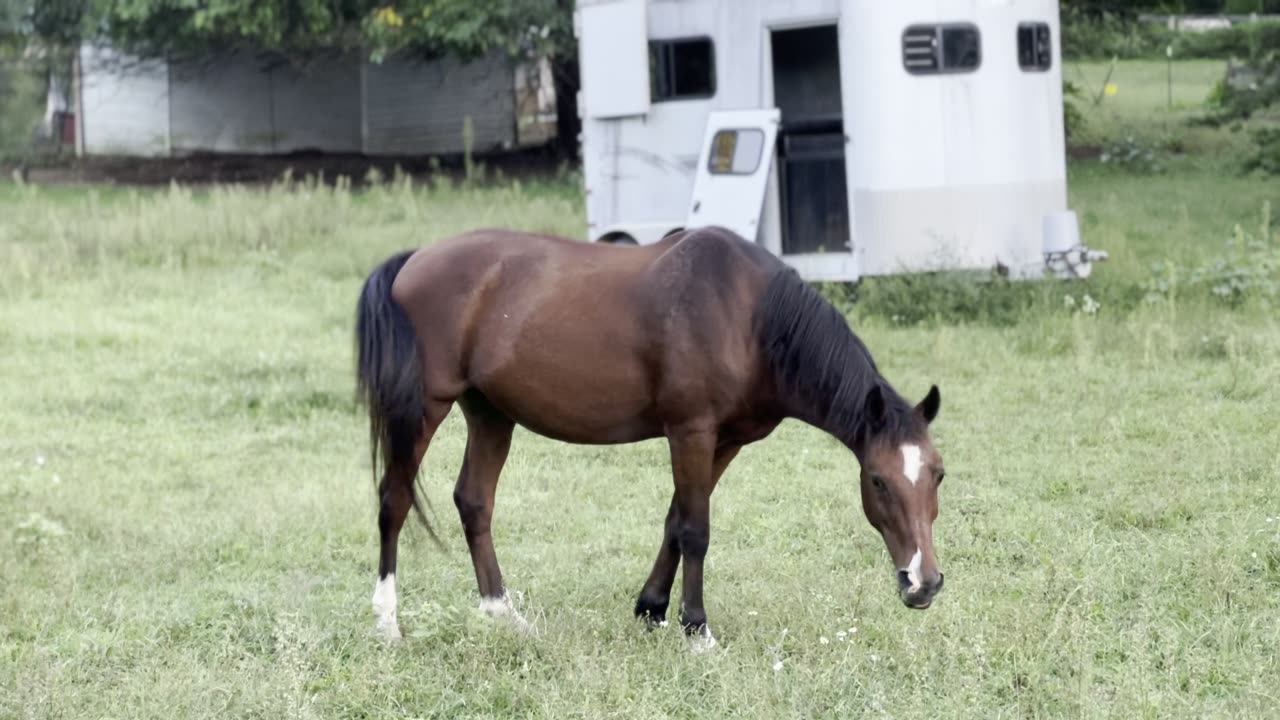 Horse country, Aldie, Virginia